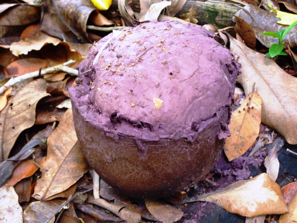 Calvatia_cyathiformis.jpg